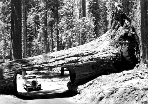 Sequoia_Tunnel_Tree[1]