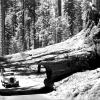 Sequoia_Tunnel_Tree[1]